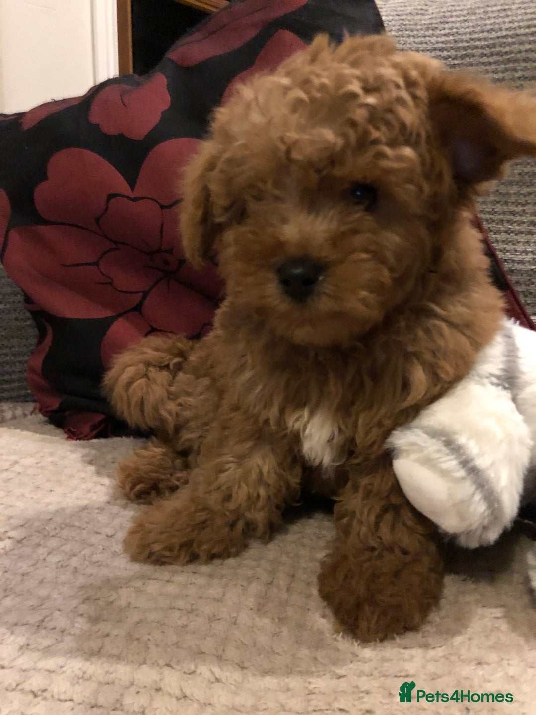 Mixed Breed dogs for sale: shihtzu cross puppies for sale - Advert 16