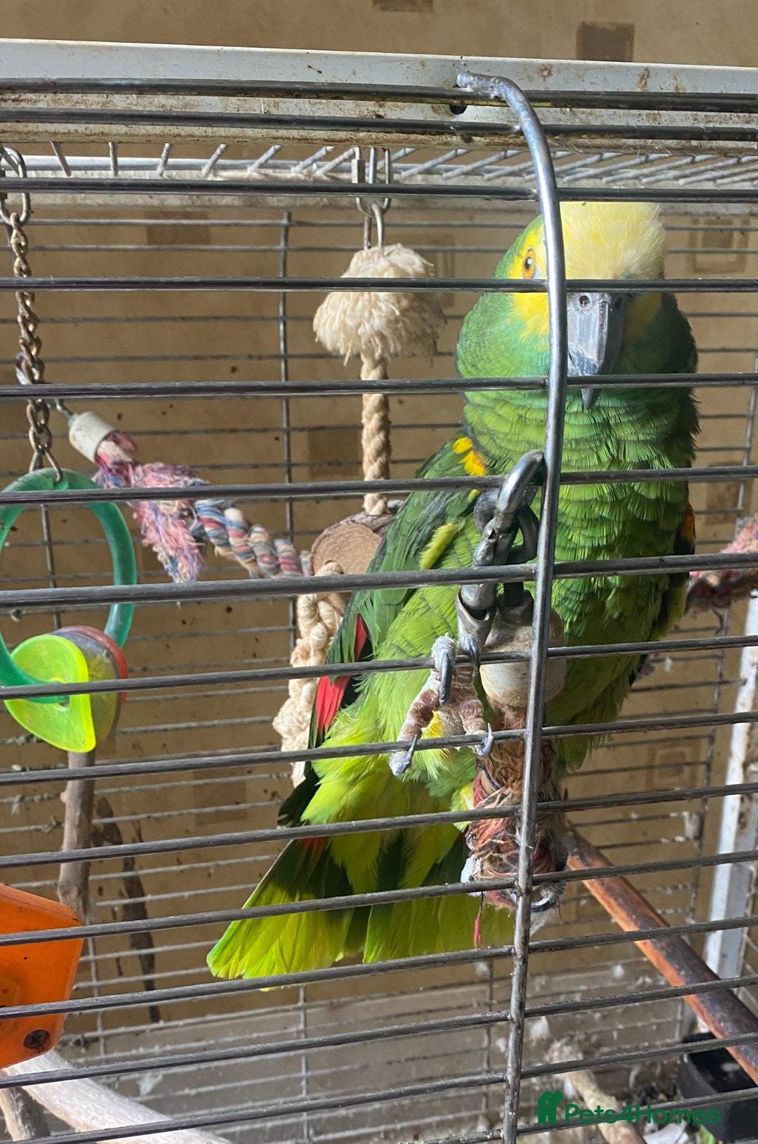 Parrots birds for sale: Male, Blue fronted Amazon - Image 7