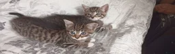 Siberian cats for sale: 4 kittens for sale - Advert 21