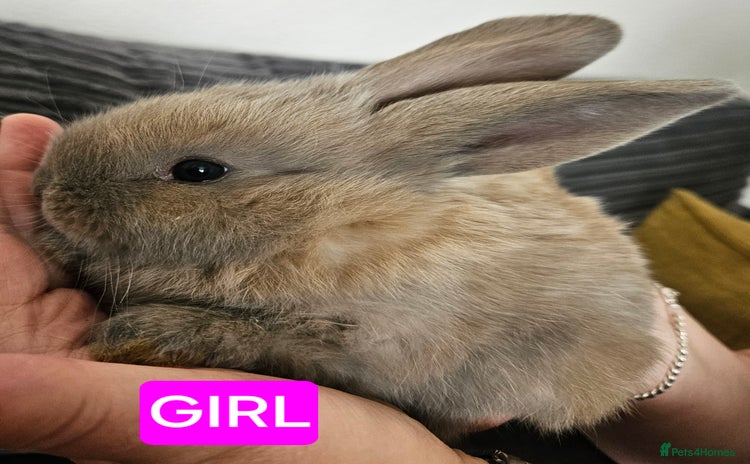 Continental Giant rabbits - Advert 6
