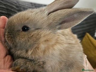 Continental Giant rabbits - Advert 21