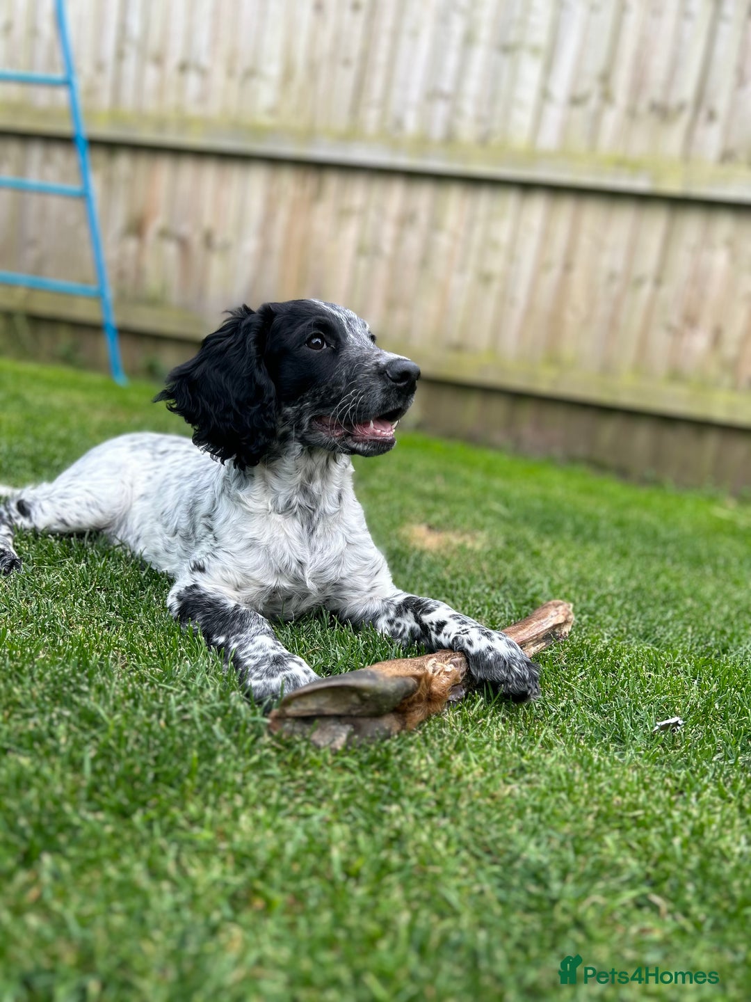 Sprocker dogs for stud: Sprocker Stud Dog - working line, 1 year old - Image 15