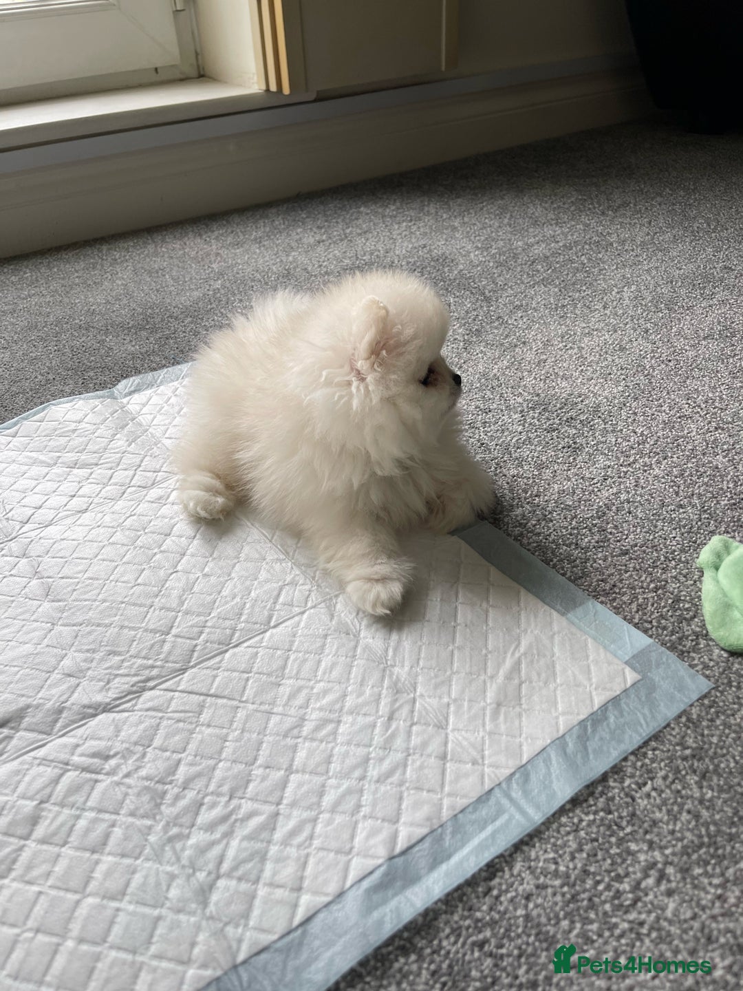 Pomeranian dogs for sale: ✨ 3 White Pomeranian Puppies – CHAMPION BLOODLINE✨ - Image 5