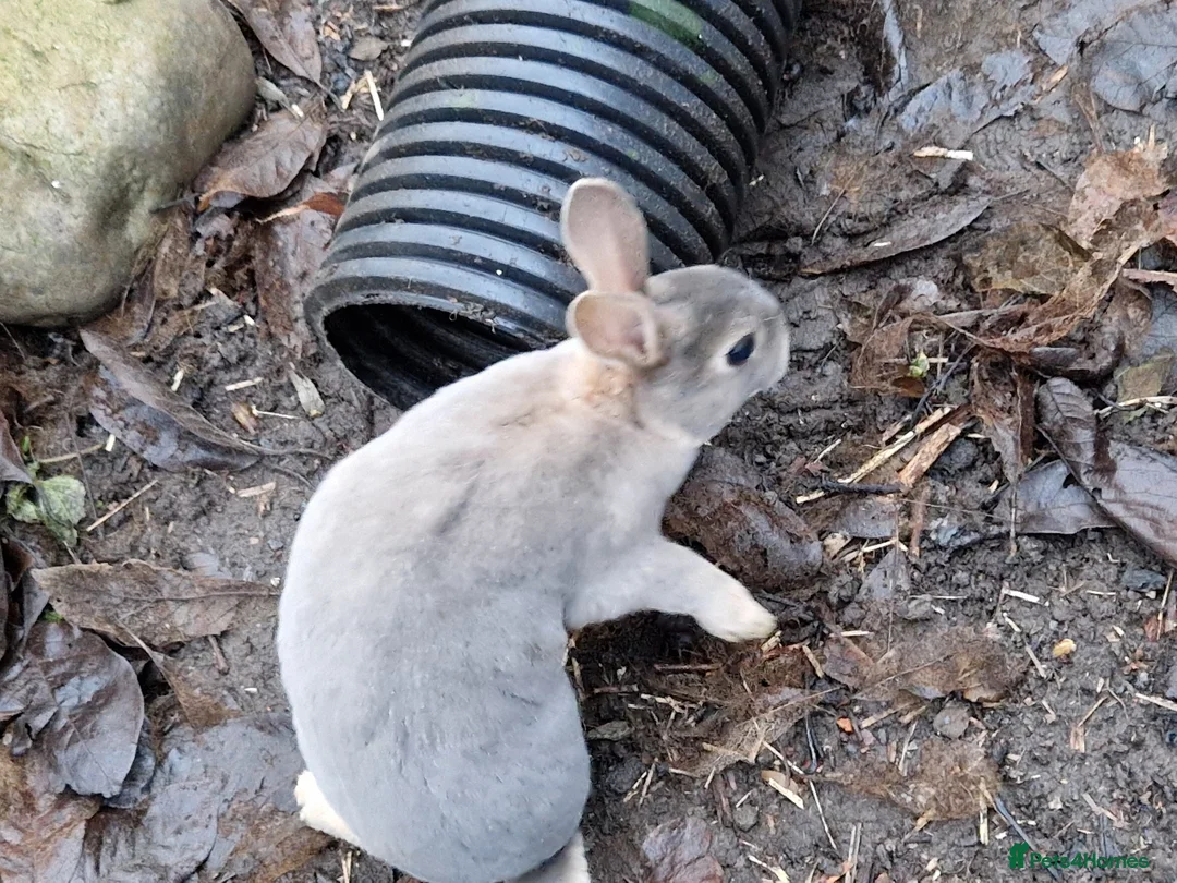 Rex rabbits for sale: Purebred, cute, friendly mini rex babies- m and f - Advert 14