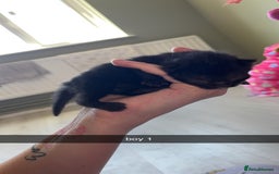 Domestic Shorthair cats for sale: kittens - Image 4