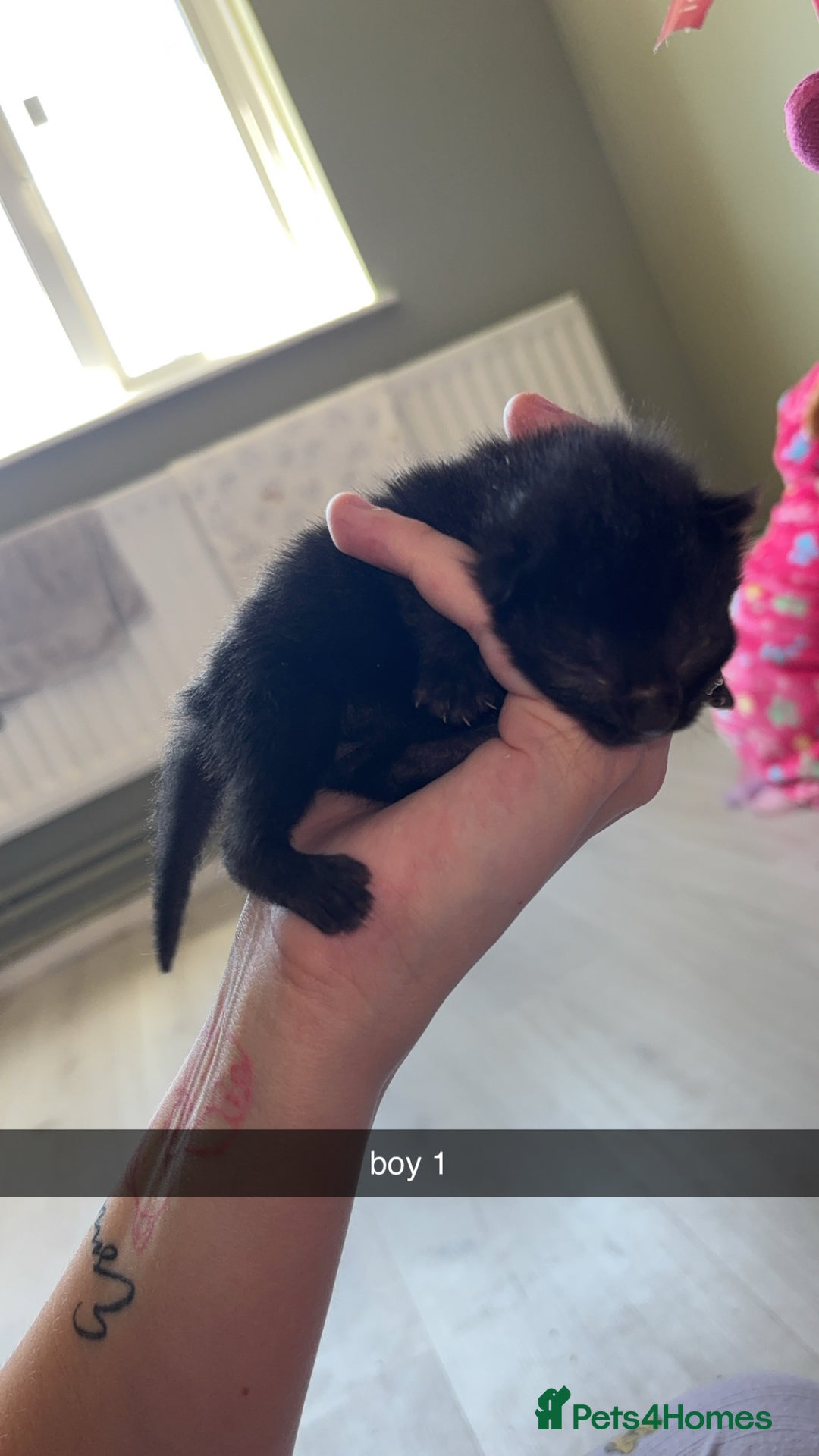Domestic Shorthair cats for sale: kittens - Image 4
