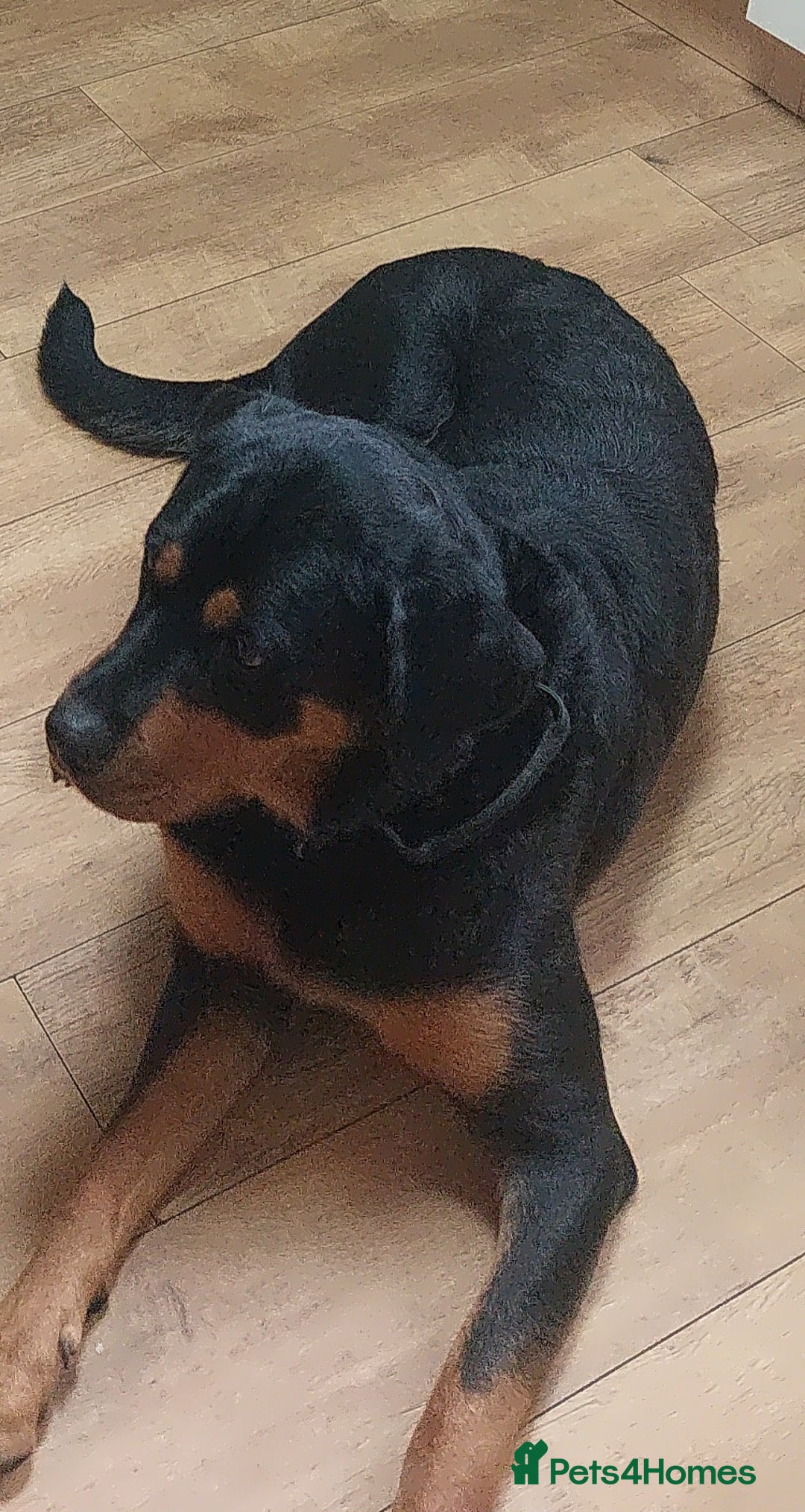 Mixed Breed dogs for sale: Luna pups - Image 2