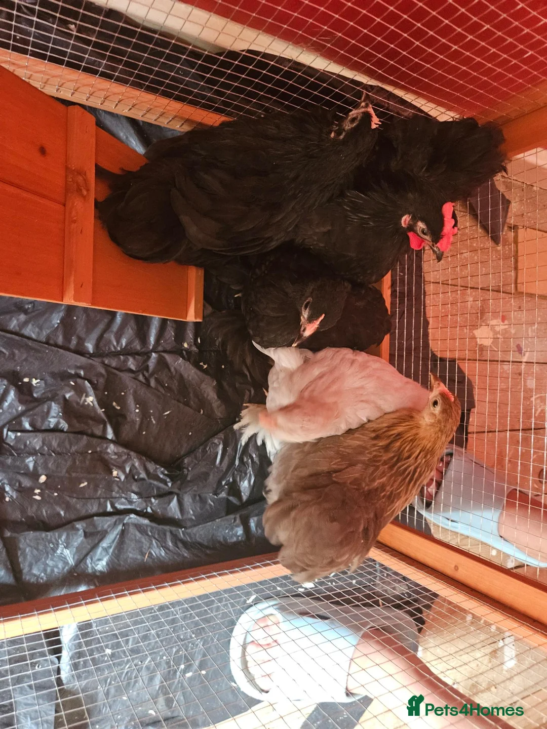 Chickens poultry for sale: 5 Pekin chickens  in Ormskirk - Advert 1