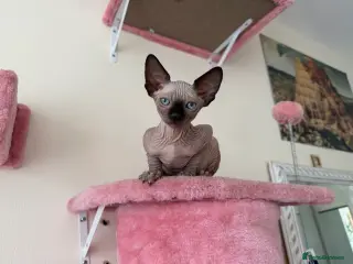 Sphynx cats Sphinx, Two Vaccinated Playful Boys, 10 Weeks Old - Advert 6