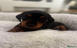 Dachshund dogs for sale: Miniature  - Image 2