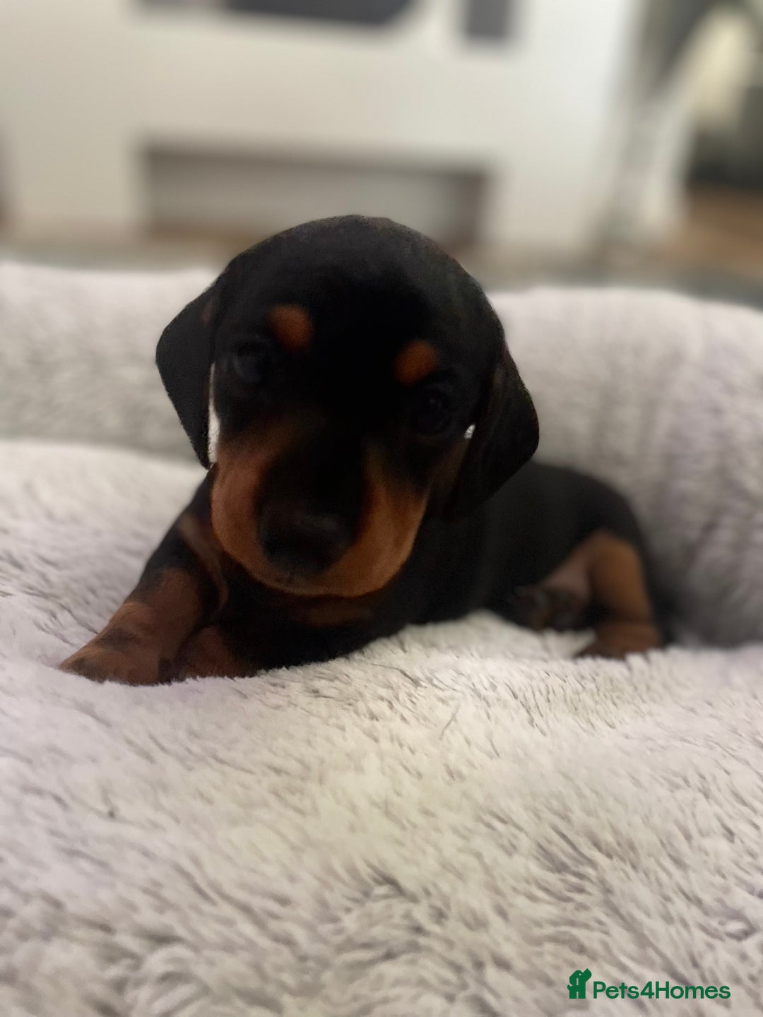 Dachshund dogs for sale: Miniature  - Image 2