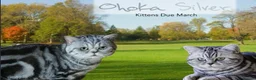 British Shorthair cats for sale: Tiny Tabby Boy - Advert 7