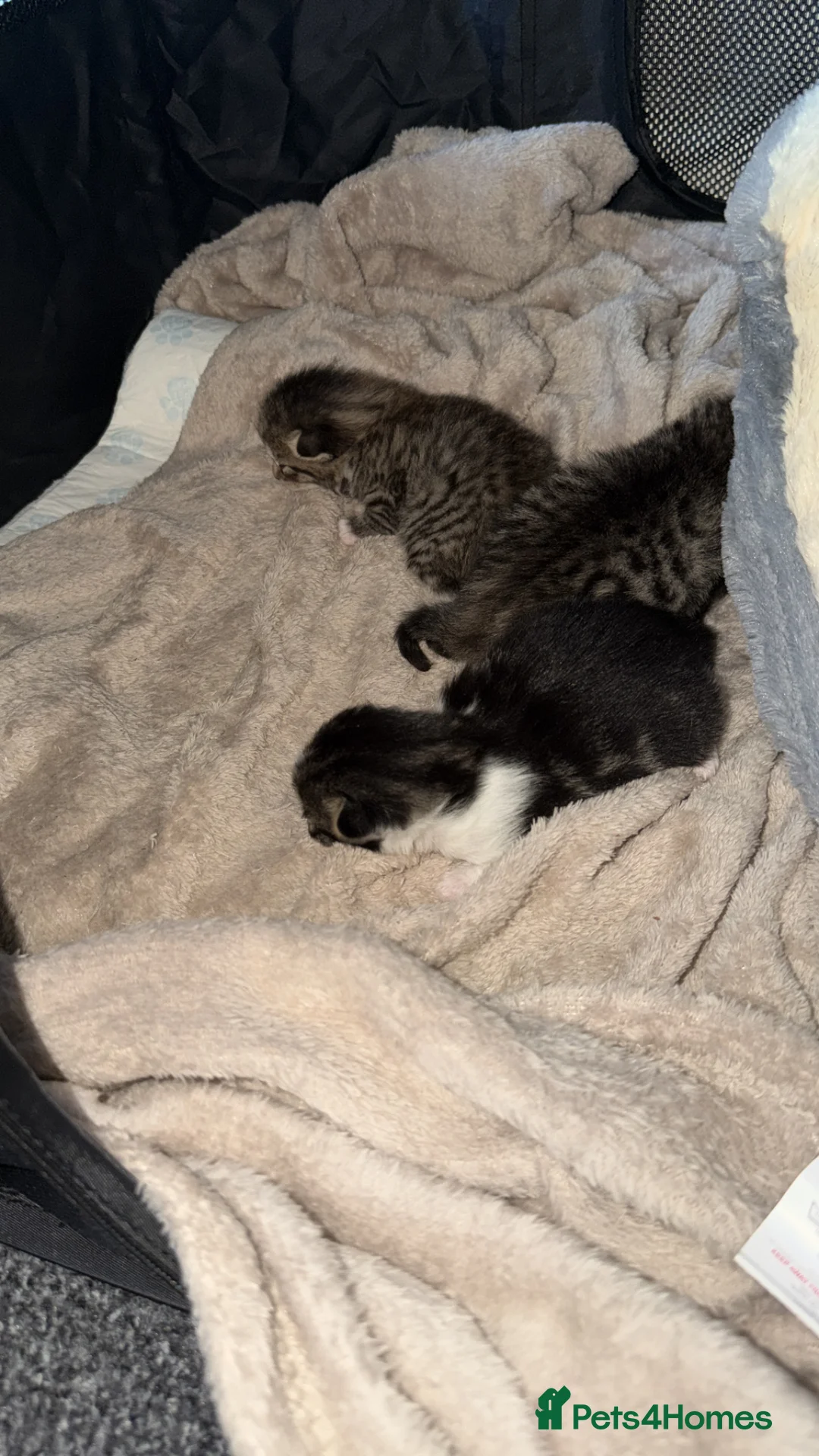 Mixed Breed cats for sale: 3 beautiful kittens in Saint Helens - Advert 2