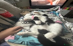 Mixed Breed cats for sale: Beautiful 2 year old moggie  - Image 8