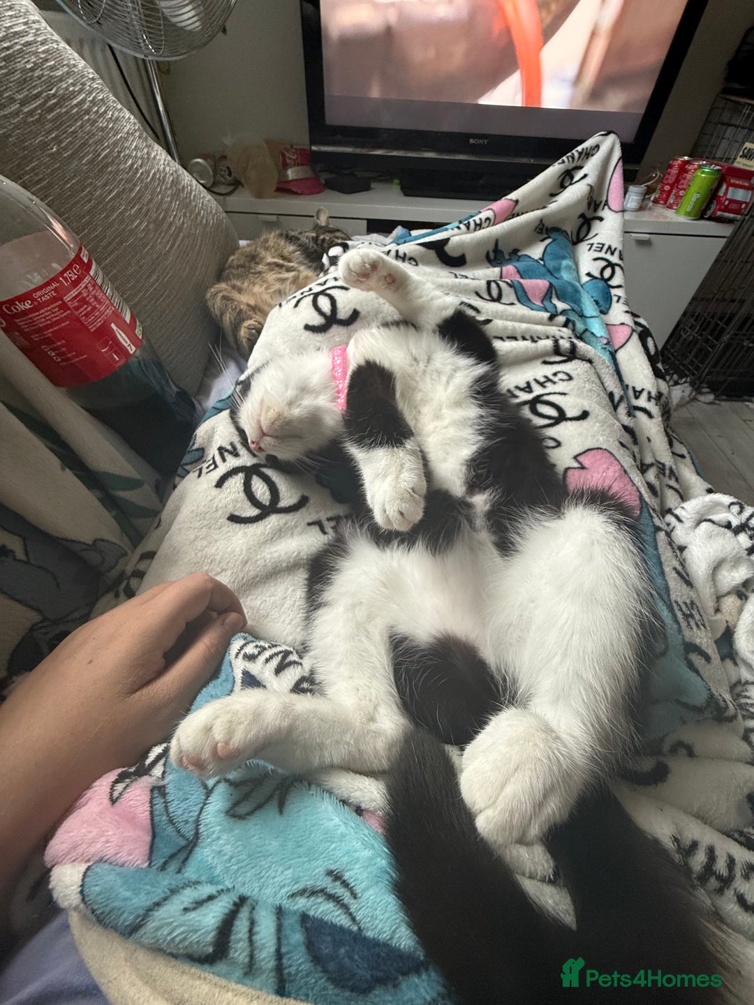 Mixed Breed cats for sale: Beautiful 2 year old moggie  - Image 8