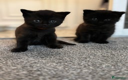British Shorthair cats for sale: British short hair x - Image 1