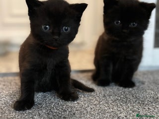 British Shorthair cats - Advert 1