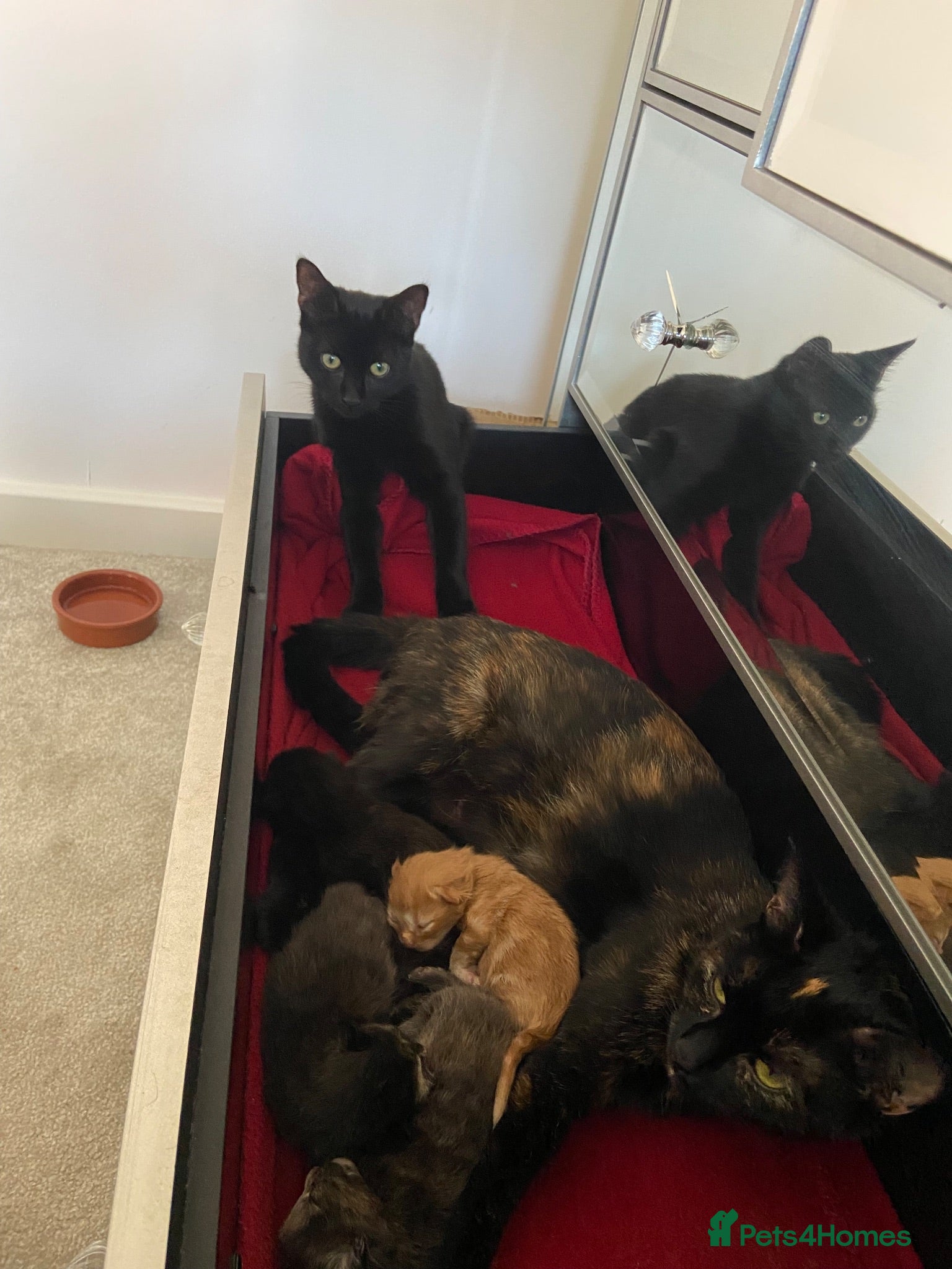 Mixed Breed cats 4 Beautiful Kittens for sale  - Advert 3