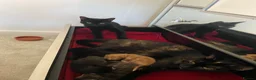 Mixed Breed cats for sale: 4 Beautiful Kittens for sale  - Advert 1