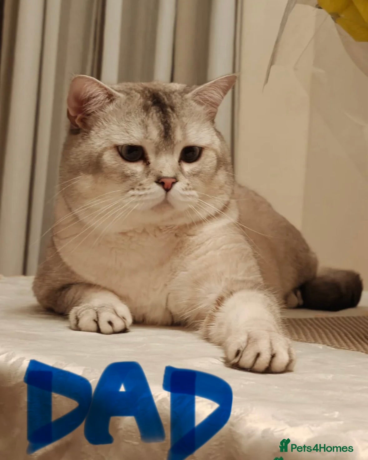 British Shorthair cats BSH cross Ragdol/grey tabby, kittens FEMALE MALE - Advert 2