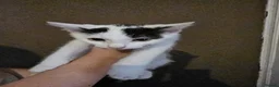 Mixed Breed cats for sale: 3 Beautiful male kittens - Advert 3