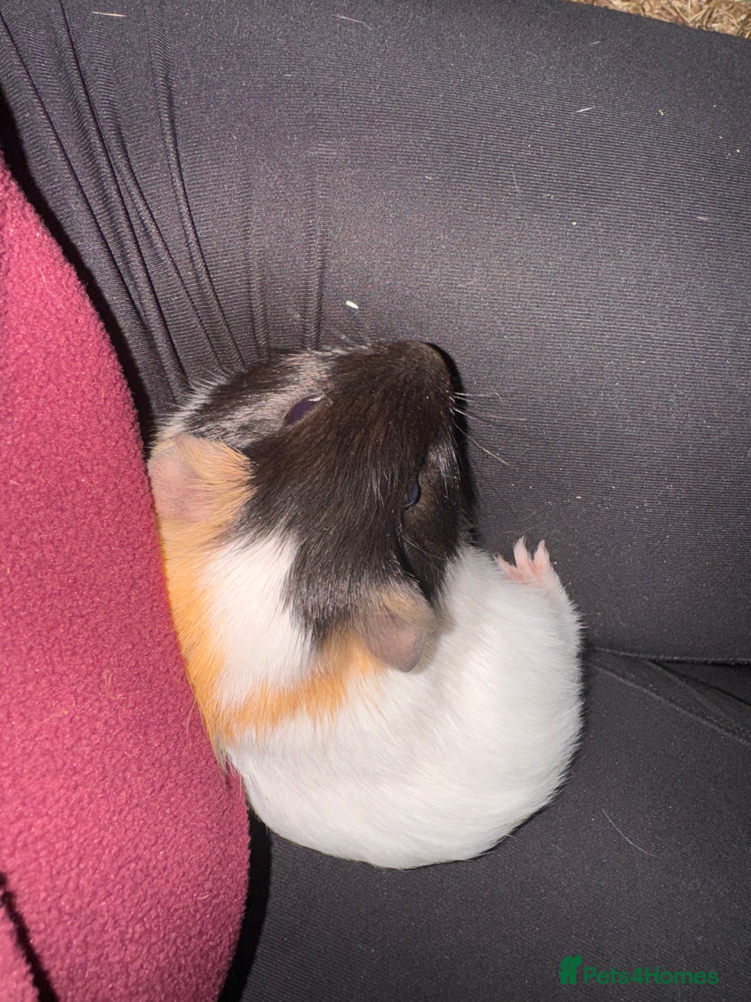 Guinea Pig rodents for sale: three male guinea pigs three months old  - Advert 2