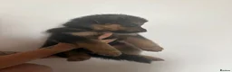 German Shepherd dogs for sale: Long haired German shepherd puppies  - Advert 7
