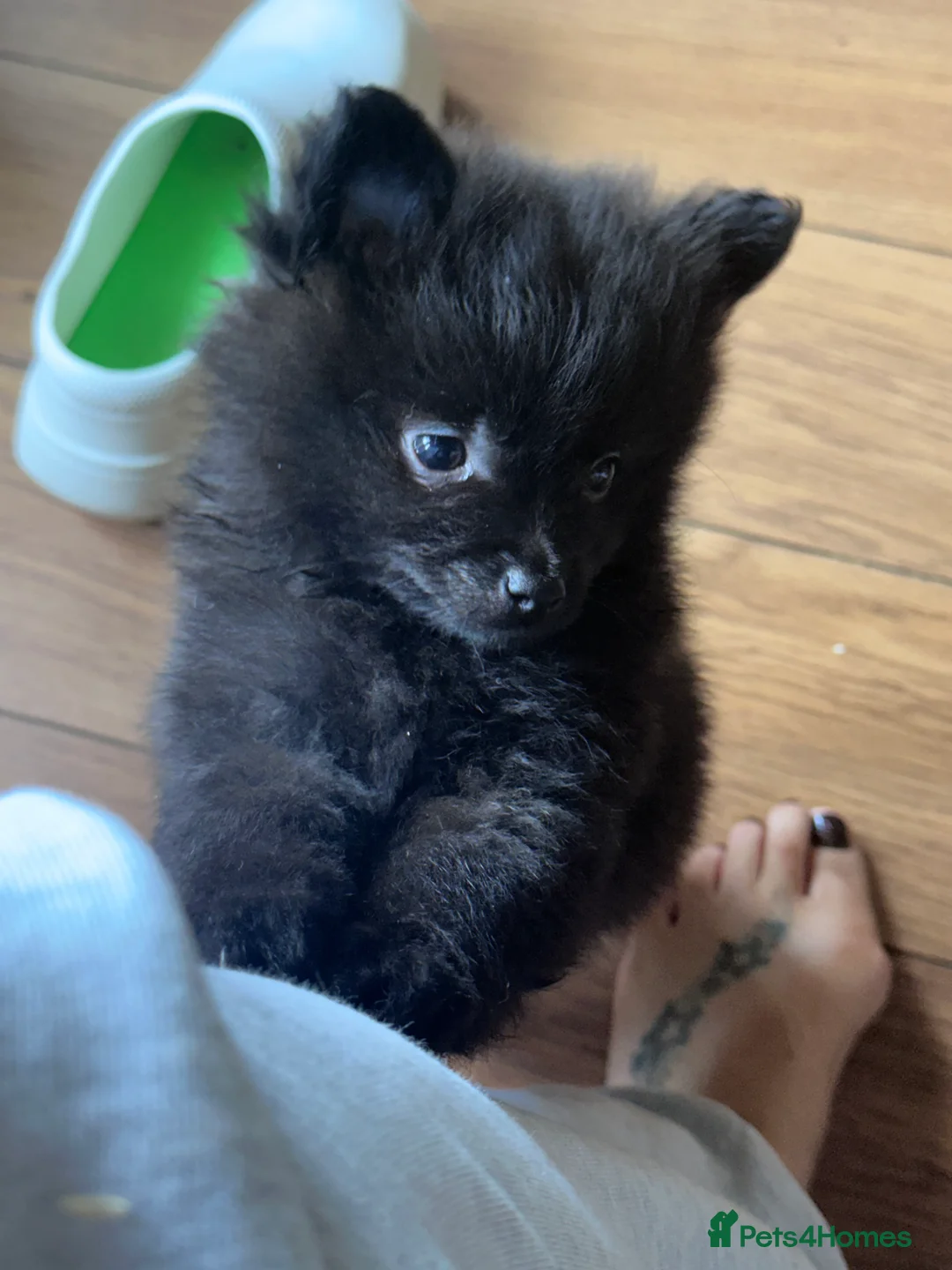 Pomeranian dogs for sale: Pomeranian puppies  - Advert 7