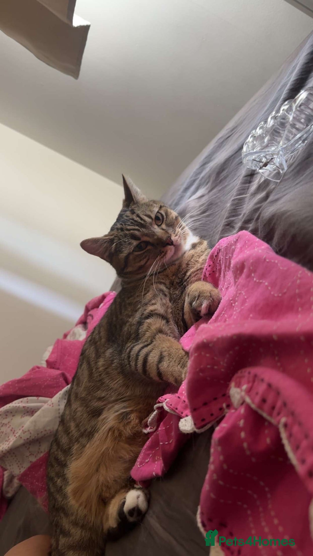 British Shorthair cats for sale: Free British short hair mix cat - Image 1