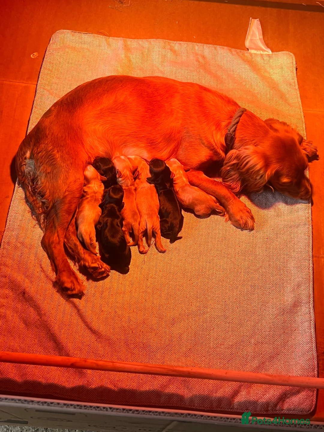Cocker Spaniel dogs for sale: 🐾 KC Registered Working Cocker Spaniel Puppies 🐾 in Bury Saint Edmunds - Advert 2