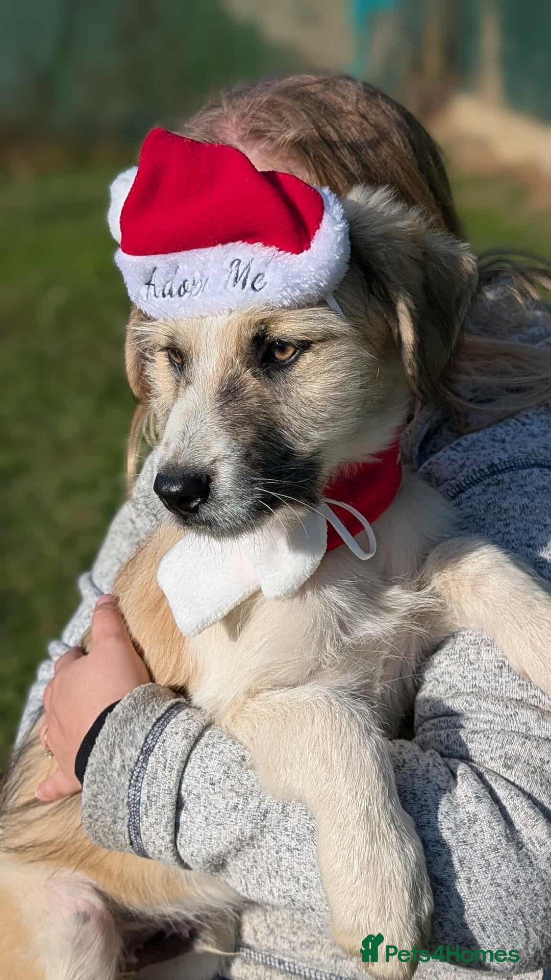 Mixed Breed dogs for adoption: Can Boo be your beau?  - Advert 12