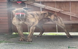 Greyhound dogs for sale: Greyhound  - Image 3