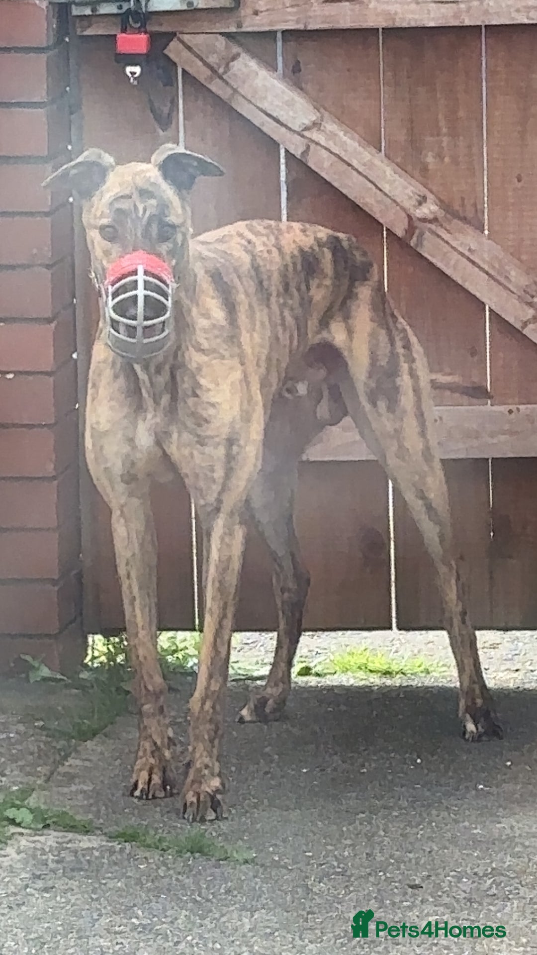 Greyhound dogs for sale: Greyhound  - Image 3