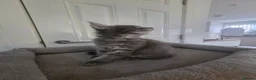 Maine Coon cats for sale: UNIQUE ACTIVE MAINCOON BABBIES😍 - Advert 16