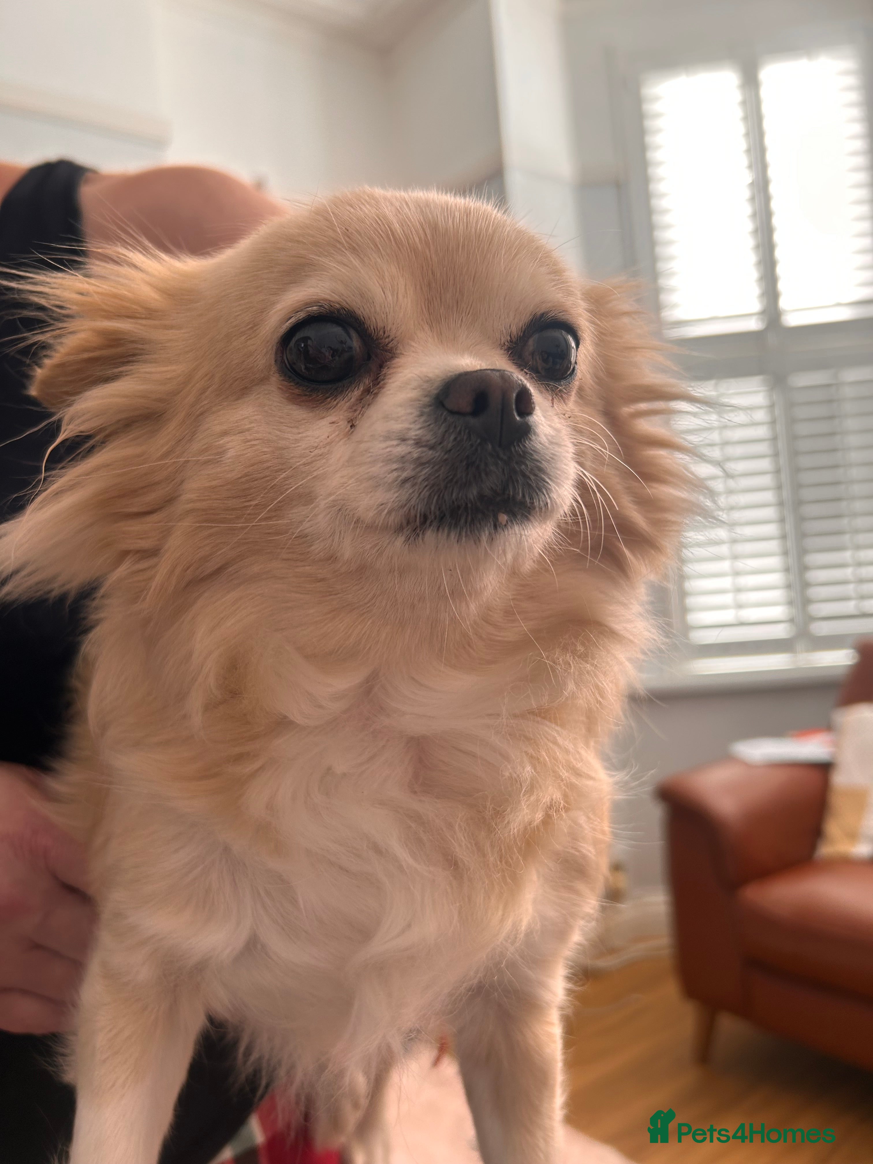 Chihuahua dogs RKC Registered Long Coat Chihuahua Dog in Barry - Advert 2