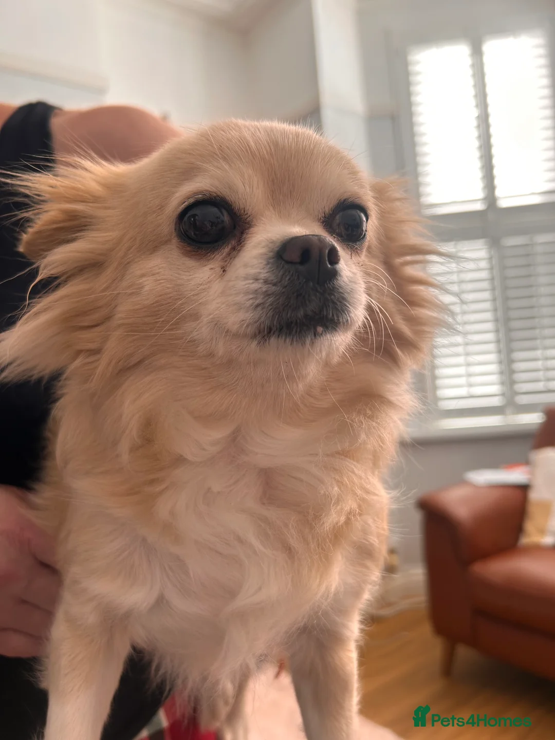 Chihuahua dogs for sale: RKC Registered Long Coat Chihuahua Dog in Barry - Advert 1