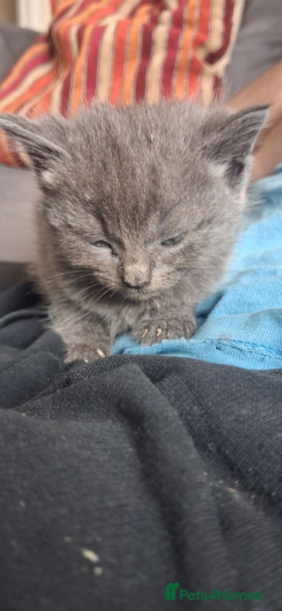 Mixed Breed cats Beautiful.cuddly and playful mixed kittens  - Advert 16
