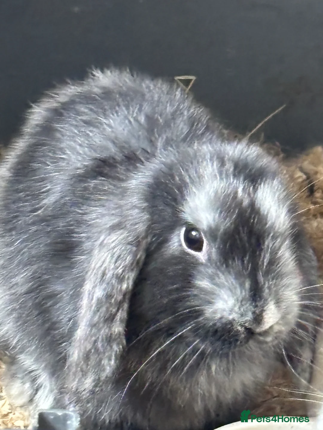 Mini Lop rabbits for sale: Pure bred friendly handled daily  mini lop.  - Advert 2