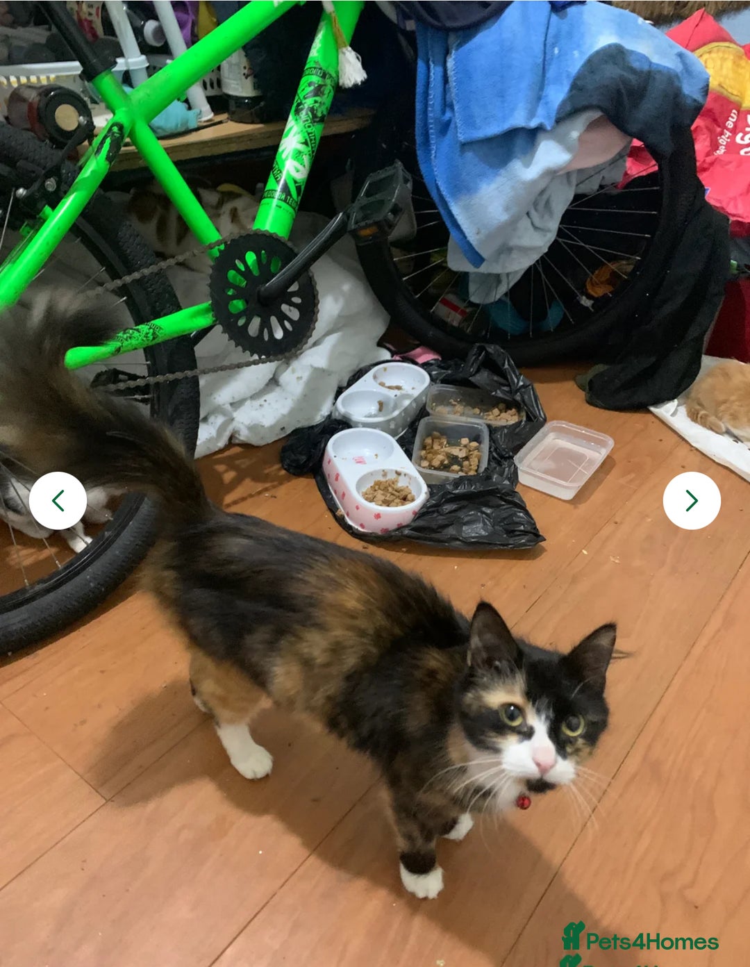 British Shorthair cats for sale: 2 kittens ready to leave one boy one girl ✅ - Image 1