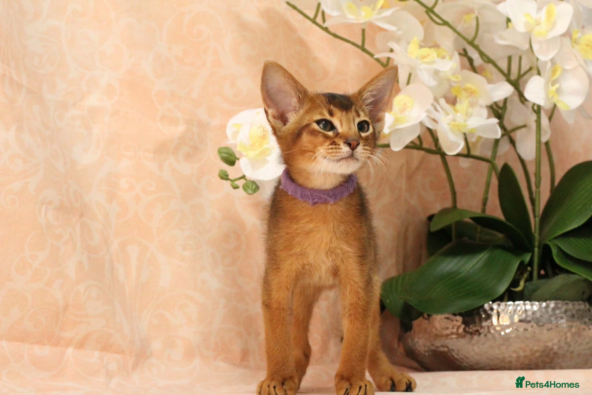Abyssinian cats Pure breed Abyssinian kitten’s GCCF registered  - Advert 2