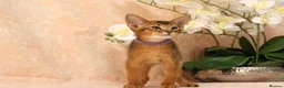 Abyssinian cats for sale: LAST 2 BOYS 💙😻Abyssinian kittens  - Advert 5