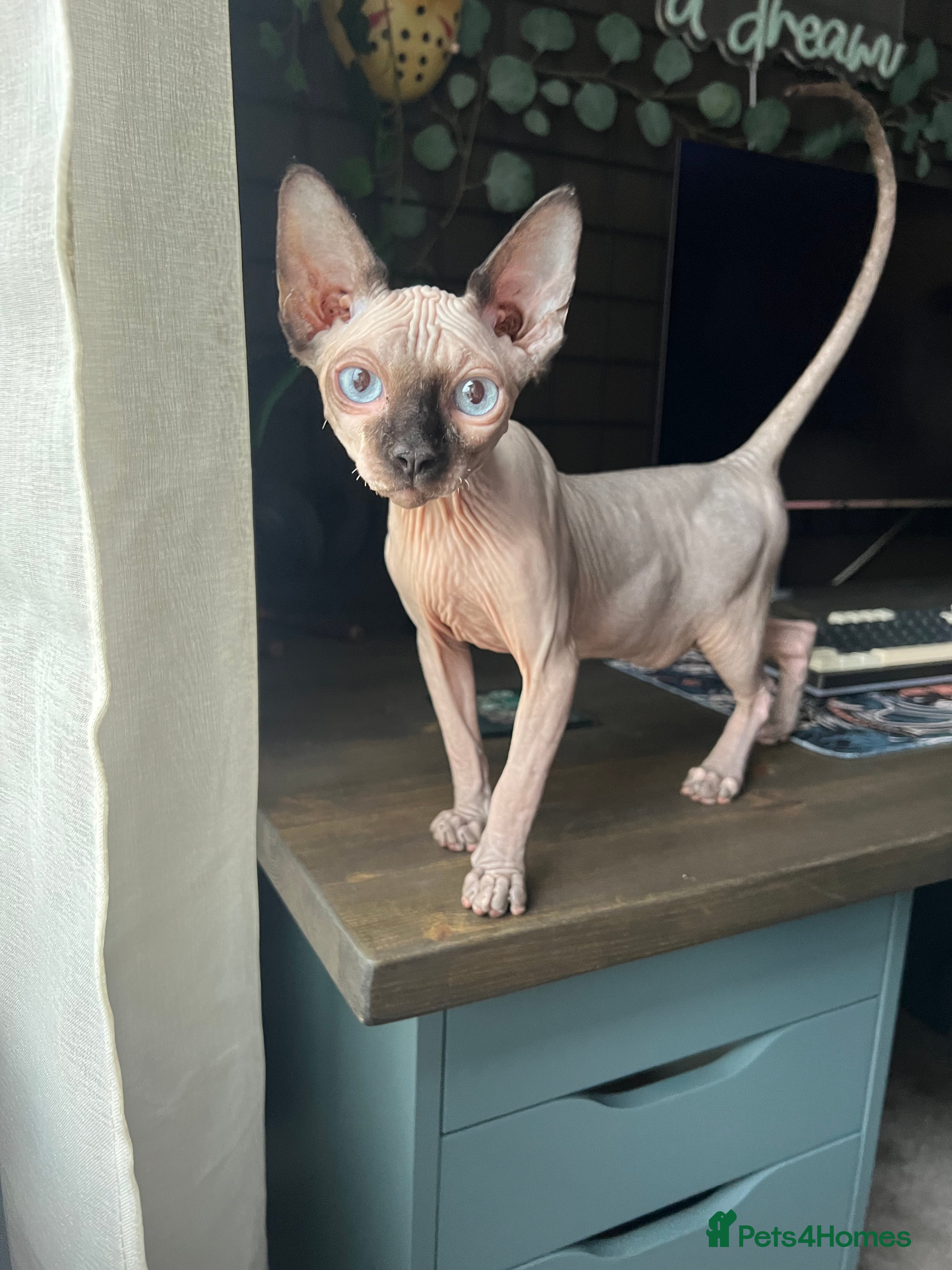 Sphynx cats Sphynx Male Kitten  - Advert 6