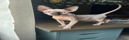 Sphynx cats for sale: Sphynx Male Kitten  - Advert 1