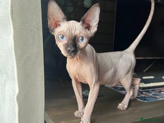 Sphynx cats Sphynx Male Kitten - Advert 6