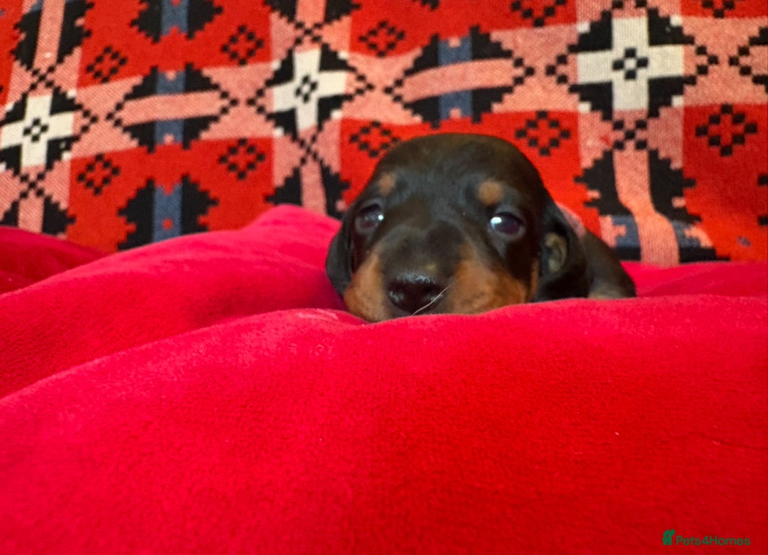 Miniature Dachshund dogs for sale: Beautiful litter of Black & Tan mini dachshunds - Image 5