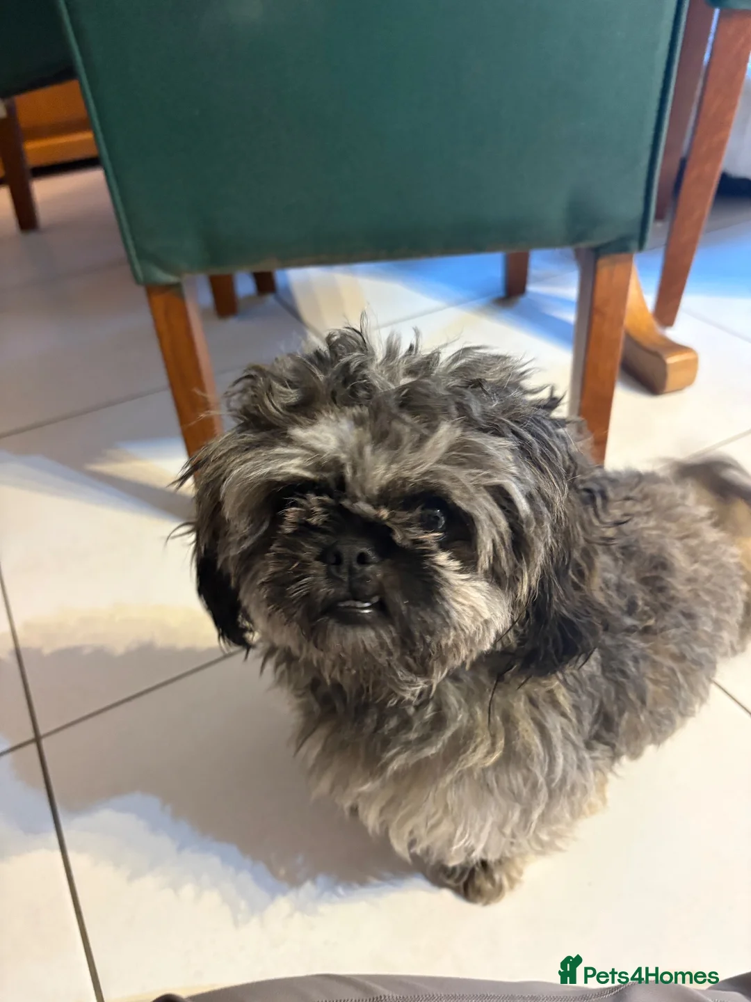 Mixed Breed dogs for sale: Shih Tzu x Pekingese Puppy in Keighley - Advert 7