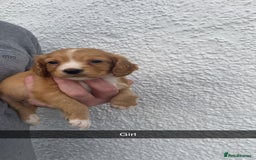 Cocker Spaniel dogs for sale: Cocker spaniel - Image 17