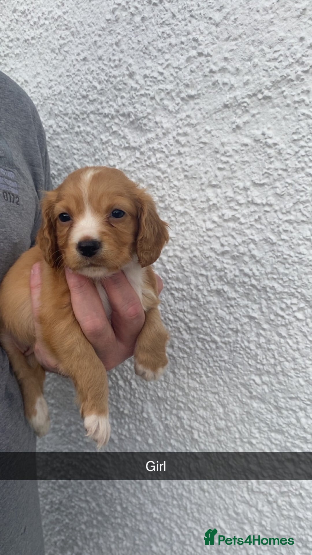 Cocker Spaniel dogs for sale: Cocker spaniel - Image 17