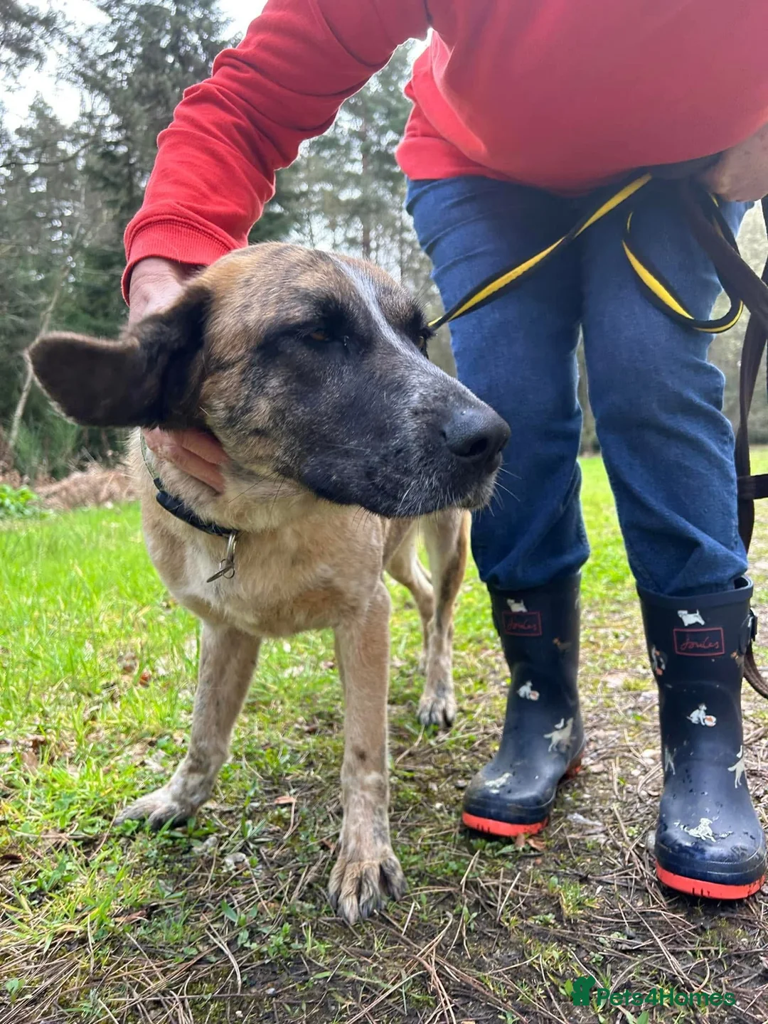 Mixed Breed dogs for adoption: Darcy - Norwich Norfolk  in Norwich - Advert 12