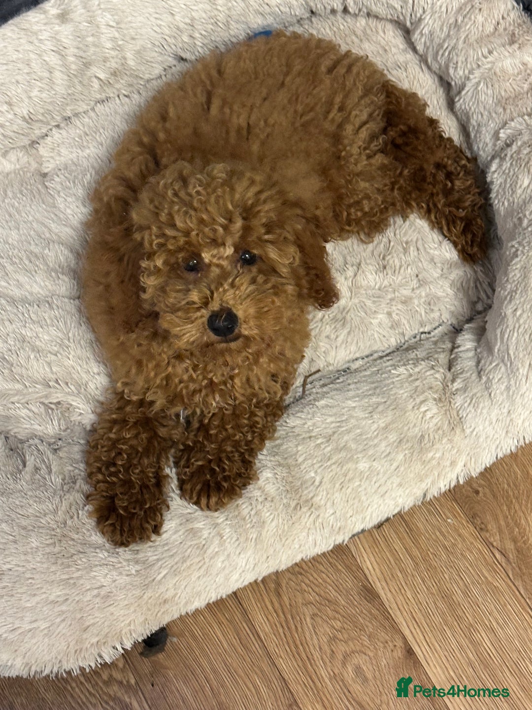 Miniature Poodle dogs for sale: lovely miniature poodle puppies - Image 25